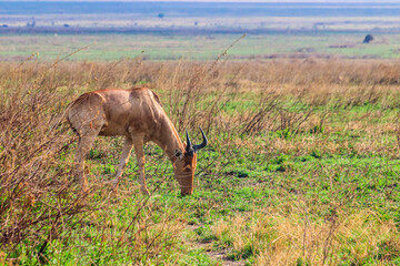 Coke's hartebeest (Alcelaphus buselaphus cokii) or kongoni in Serengeti national park in Tanzania, Africa