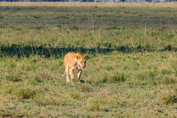 Lioness (Panthera leo) walking in savannah in Serengeti national park, Tanzania