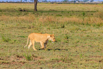 Lioness (Panthera leo) walking in savannah in Serengeti national park, Tanzania