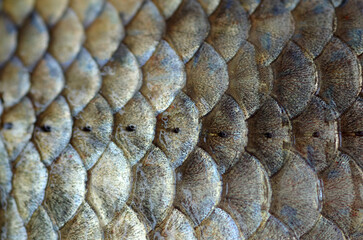 Fish scales close up. Seafood