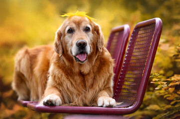 happy old golden retriever dog lying down on a bench with fallen leaf on his head