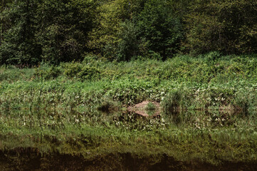 Scenic landscape of river shore. Green grass and reflection in water. Symmetry.