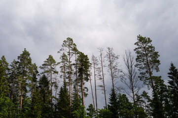 Scenic landscape of latvian nature. Moody stormy sky. Huge pines.