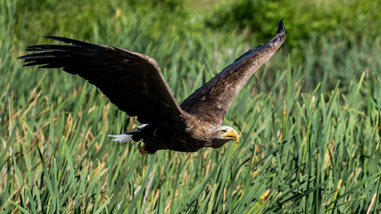bald eagle in flight over the water, near a bush