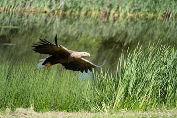 bald eagle in flight over the water, near a bush