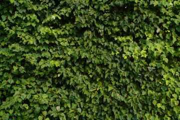 Obraz premium Green Leaves background. High quality photo