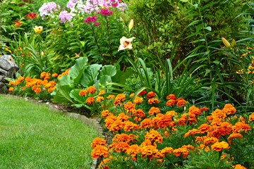 rabata kwiatowa z pomarańczową aksamitką rozpierzchłą (Tagetes patula ), beautiful garden with marigold, lily and pflox, designer garden - obrazy, fototapety, plakaty