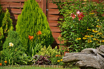 liliowiec (Hemerocallis), Lilia (Lilium), Rudbekia (Rudbeckia) i tuja (Thuja) w ogrodzie