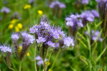 niebieskie kwiaty facelii na łące, Phacelia tanacetifolia, blue phacelia flowers in the meadow