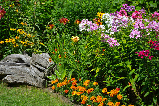 kolorowe floksy wiechowate i pomarańczowe aksamitki na kwiatowej rabacie w ogrodzie, Phlox paniculata, Tagetes patula, beautiful garden with marigold, lily and pflox, designer garden,