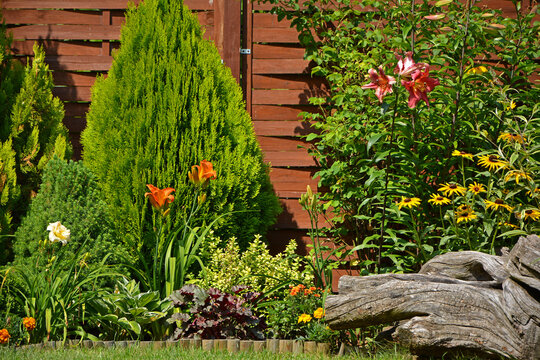 liliowiec (Hemerocallis), Lilia (Lilium), Rudbekia (Rudbeckia) i tuja (Thuja) w ogrodzie, beautiful garden with shrubs, lily and conifers, designer garden,