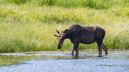 A moose wading in the pond as it searches for water plants to eat.