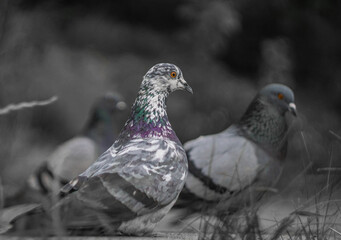 pigeon in the park