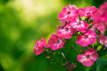 Phlox paniculata. Blooming phlox flowers in the garden. Closeup of a phlox.