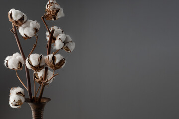 Bouquet of cotton flowers in a vase on a gray background