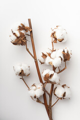 Branches of pure cotton on a white background