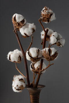 Bouquet of cotton flowers in a vase on a gray background