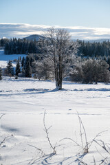 Solitairy tree at Zhuri, winter in Sumava national park, Czech republic