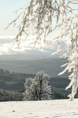 Solitairy tree and branches under the snow at Zhuri, winter in Sumava national park, Czech republic