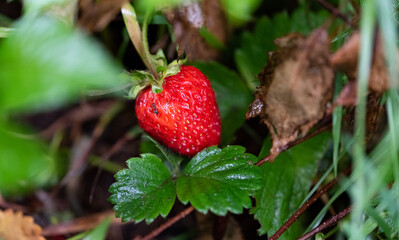 Strawberry plant after rain. Strawberry fruit between wet leaves. Ripe fruit.