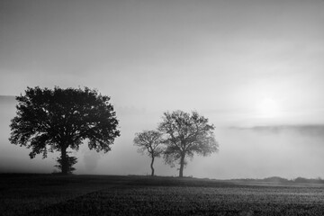 Trees in the middle of fog at dawn