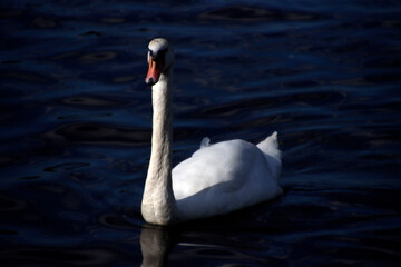 White swan on a lake