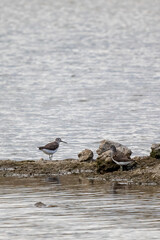 Tringa ochropus green sandpiper