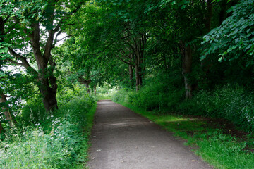 path in the forest
