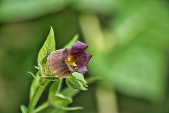 Bl&uuml;te der giftigen Atropa
