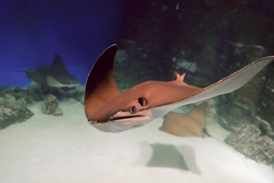 East American stingray. Сownose ray inhabiting in the tropical waters of the Atlantic Ocean.