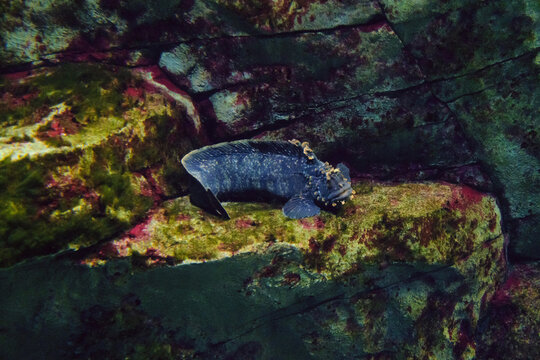 Fringed blenny fish lies on a underwater stone. Chirolophis japonicus.
