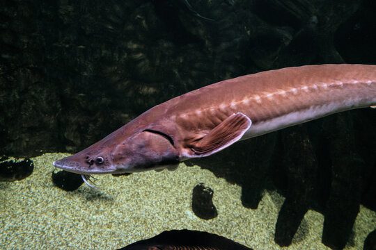 Beluga fish (Huso huso) is a fish of the sturgeon family (Acipenseridae). Big fish swims underwater.