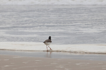 bird with one foot in water