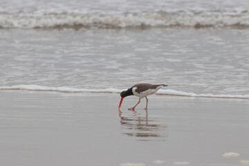 bird hunting crabs in brazil