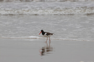 bird hunting crabs in brazil