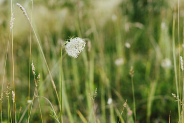 Wildflowers in summer meadow. Daucus carota flowers close up in countryside. Wild carrot flower and...