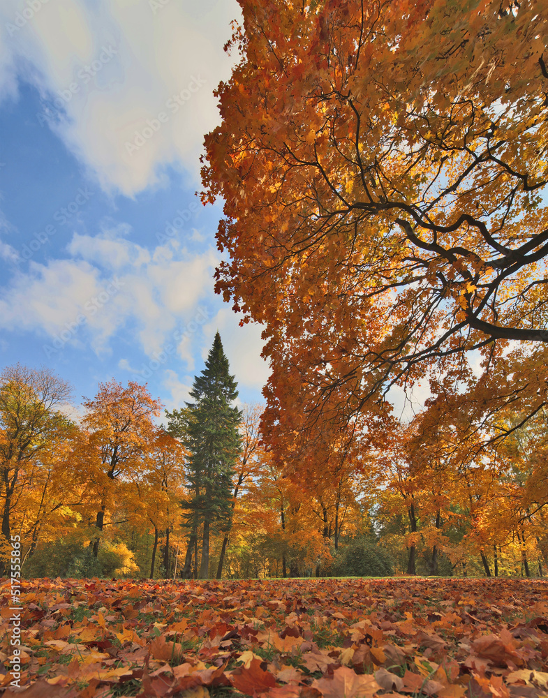 Canvas Prints large dark maple between bright autumn trees
