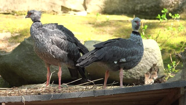 two southern screamers (chauna torquata) preening their feathers against the background of stones