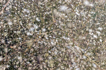 tiny white wildflowers