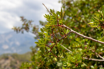 branch of a tree with berries