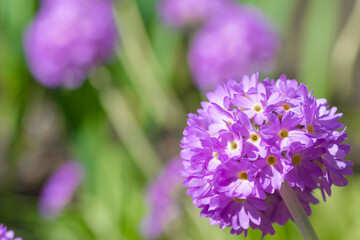 Purple primula denticulata or drumstick primula in the garden close-up.