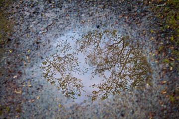 Puddle of Spring Trees