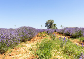lavender field in region