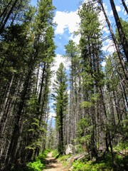 Trail through Pine Forest