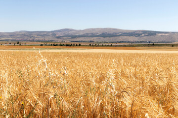 golden wheat field