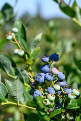 Closeup of ripe blueberries growing on a bush on a sunny summer day, ready to harvest
