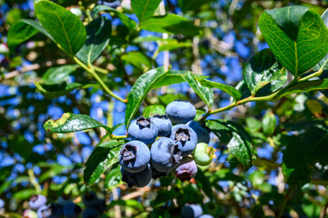 Closeup of ripe blueberries growing on a bush on a sunny summer day, ready to harvest
