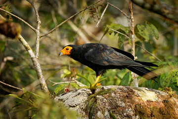 Black Caracara - Daptrius ater bird of prey in Falconidae found in Amazonian and French Guiana lowlands along rivers. Dark black bird with the yellow to orange head and beak with legs