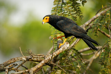 Black Caracara - Daptrius ater bird of prey in Falconidae found in Amazonian and French Guiana lowlands along rivers. Dark black bird with the yellow to orange head and beak with legs