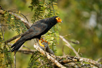 Black Caracara - Daptrius ater bird of prey in Falconidae found in Amazonian and French Guiana lowlands along rivers. Dark black bird with the yellow to orange head and beak with legs